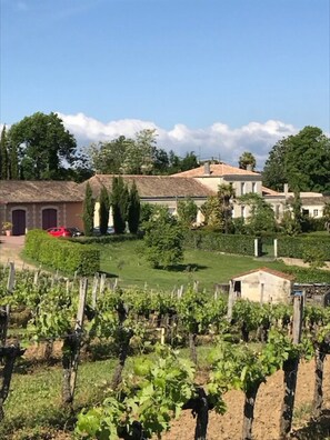 A vineyard with rows of grapevines, a building with a tiled roof, and a clear blue sky.