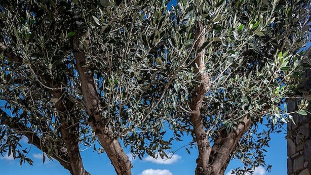 Un'area salotto esterna con un tavolo e sedie in legno, un grande albero e un muro di pietra sullo sfondo.