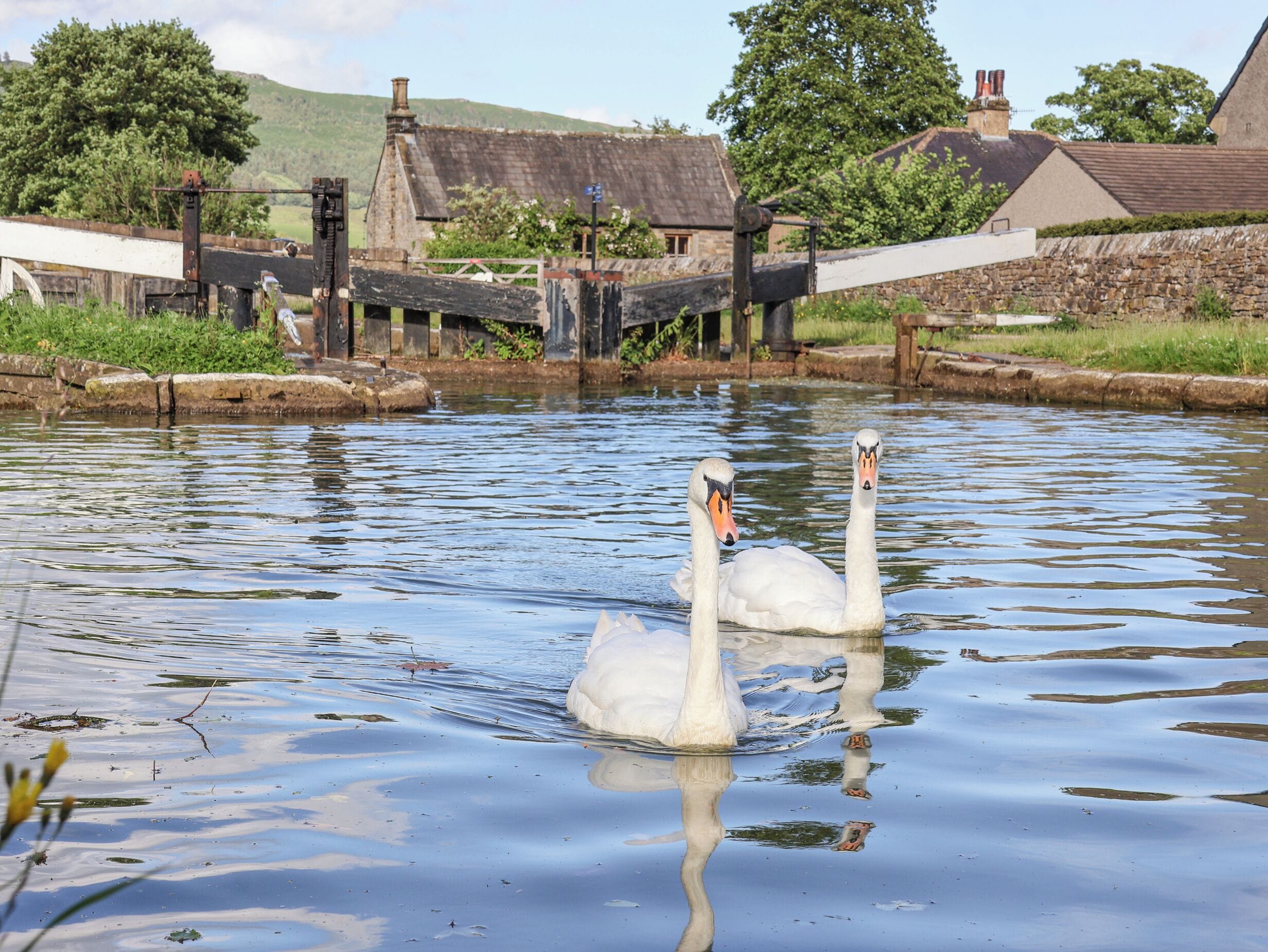 Two swans swimming in a calm water body with a stone bridge in the background.