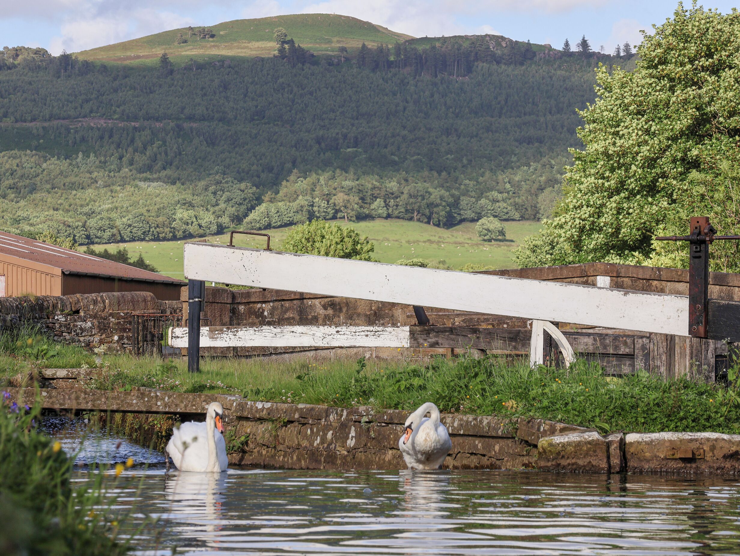 A rustic lock gate with two swans in a calm waterway, surrounded by lush greenery and a distant hill.