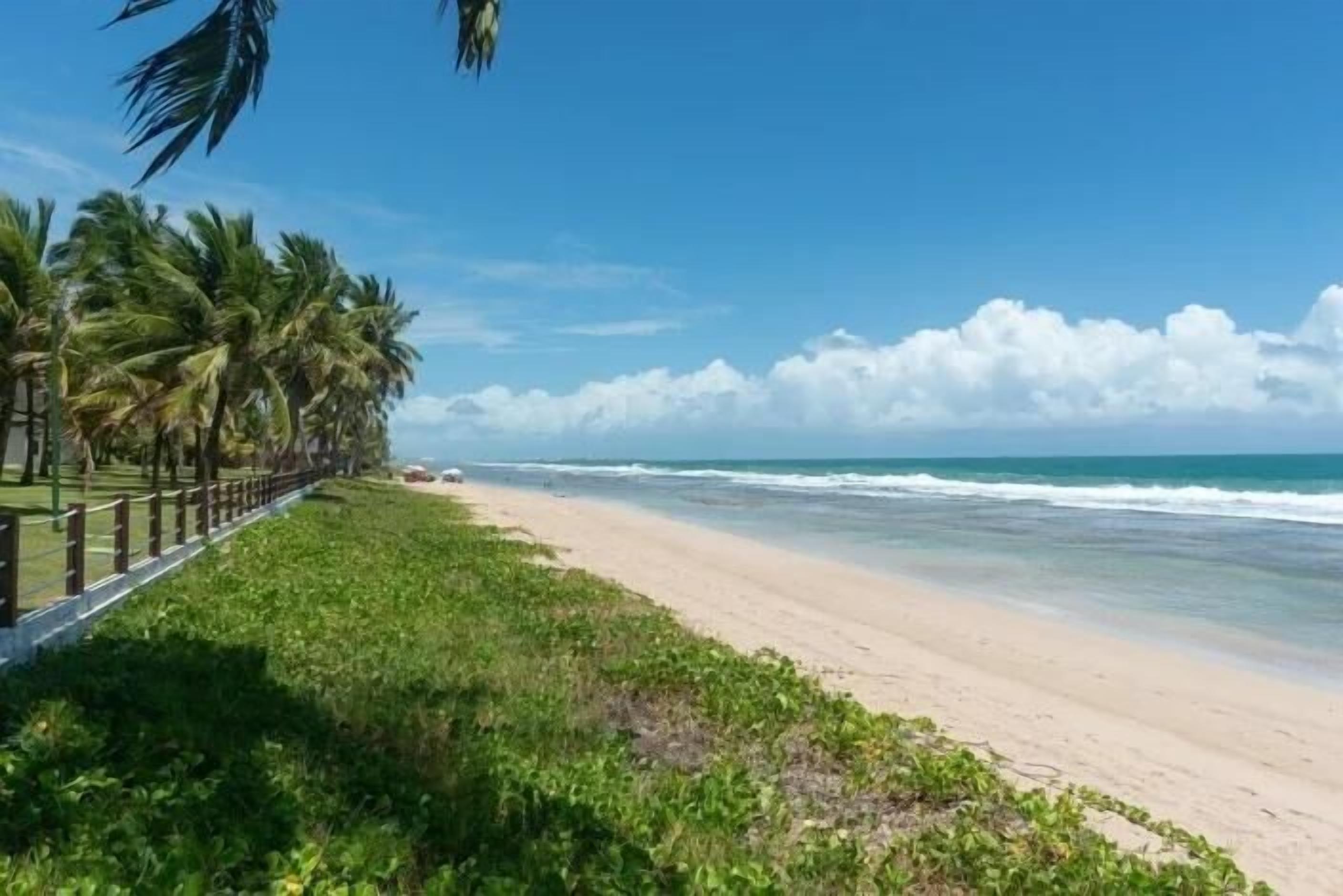 A beach with palm trees and a fence along the shoreline.