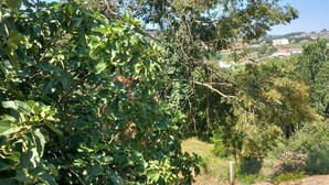 A fenced outdoor area with dense foliage and a clear sky.