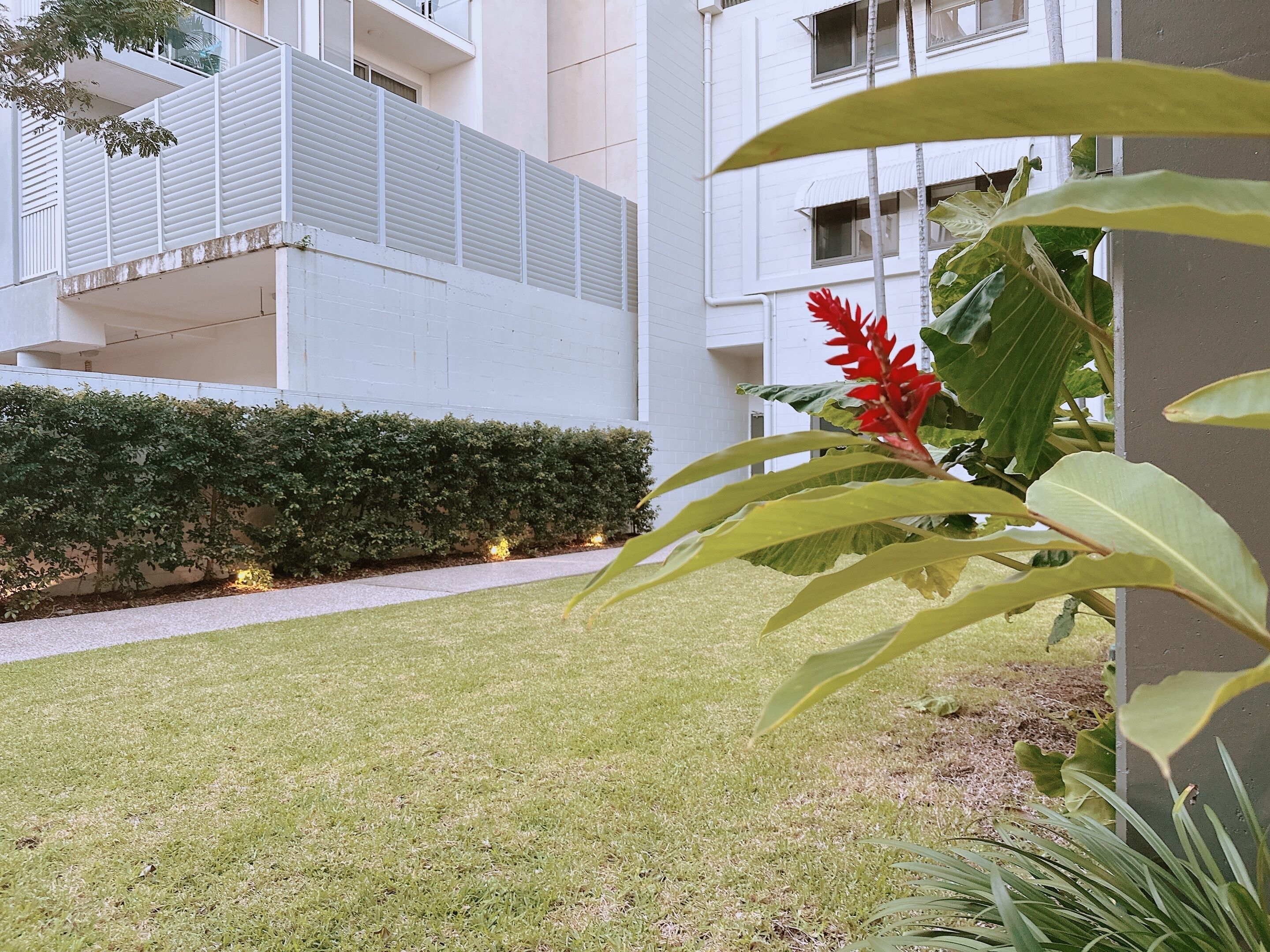A courtyard with a well-maintained lawn, a hedge, and a red flowering plant.