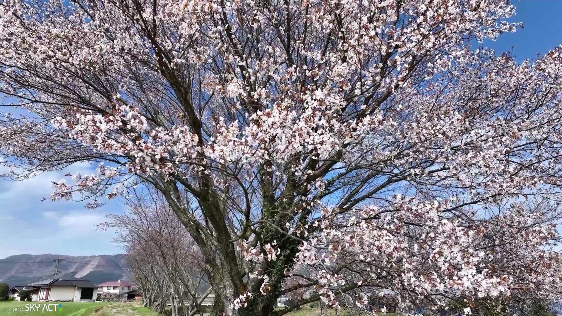 A large tree with blooming flowers in a residential area.