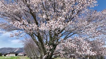 A large tree with blooming flowers in a residential area.