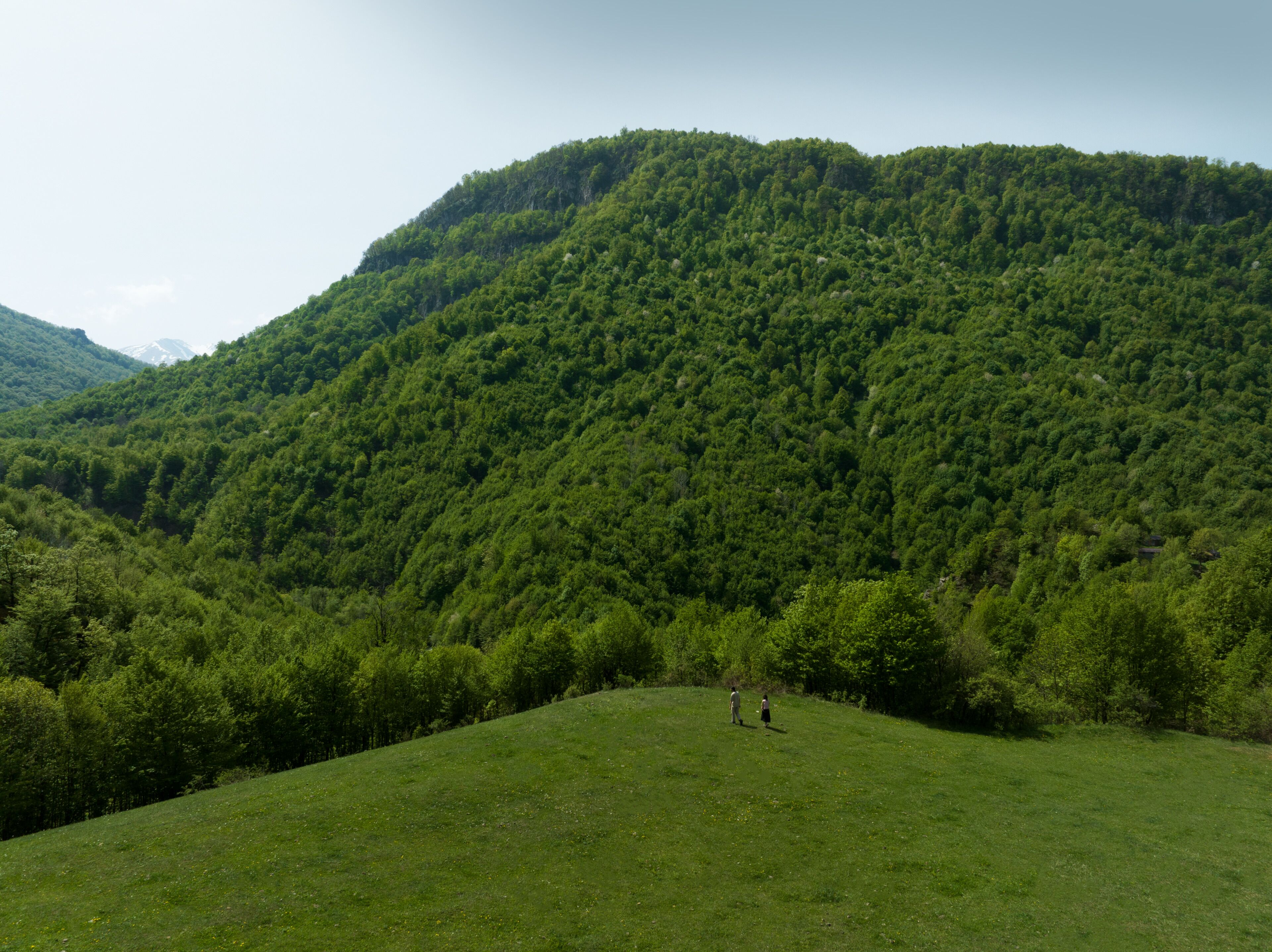 A grassy hill with dense forest and a mountain in the background.