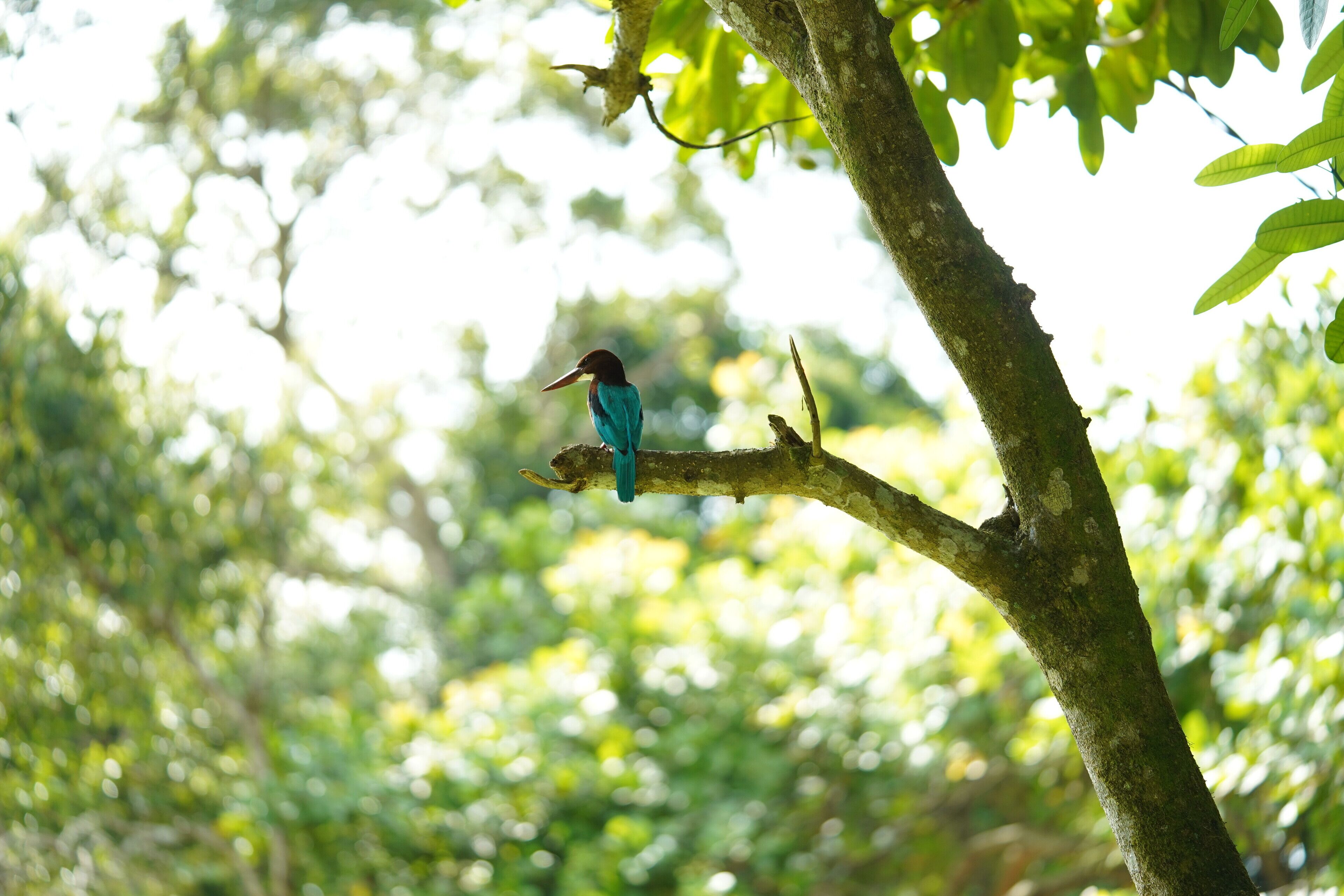 A bird perched on a tree branch.