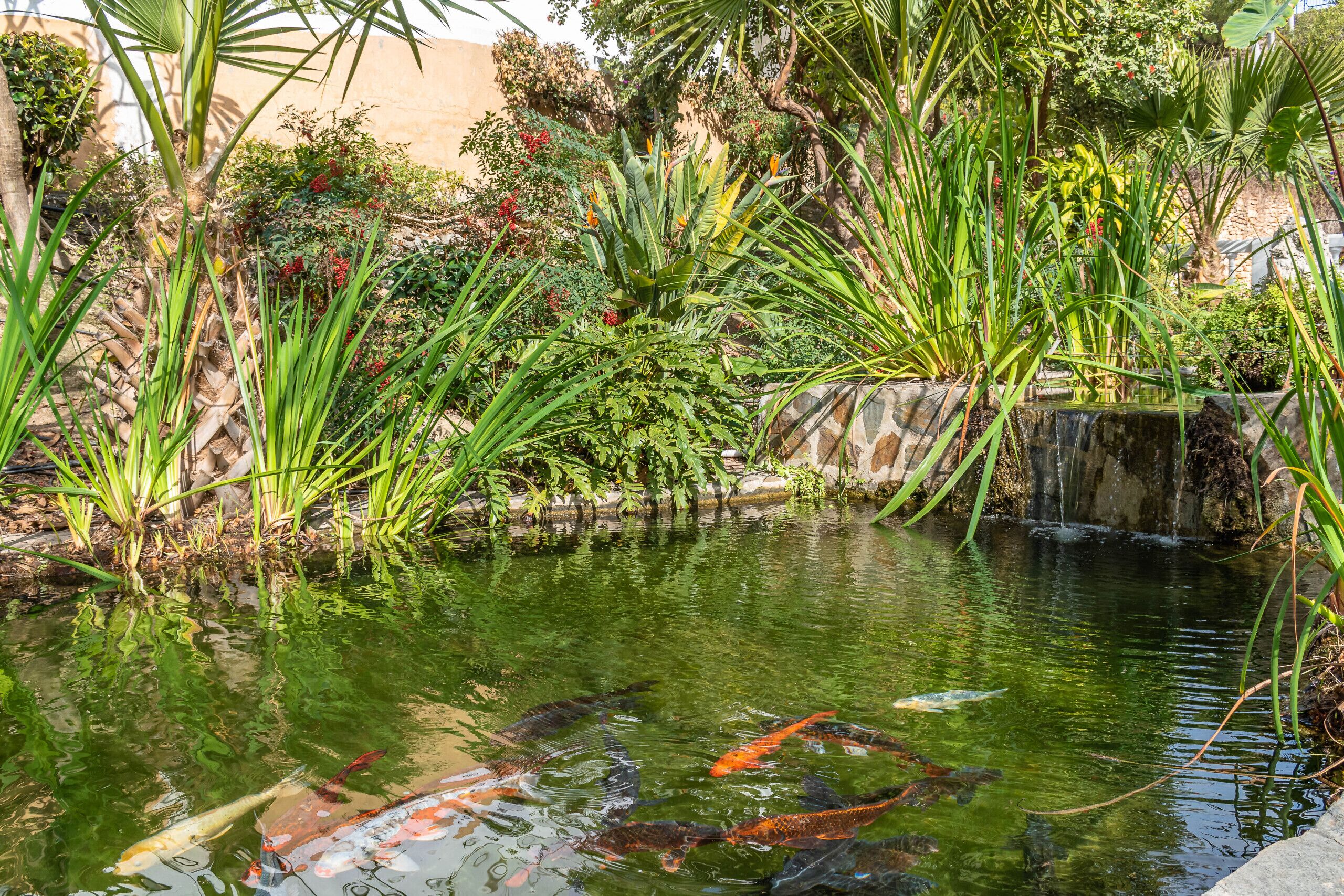A koi pond surrounded by lush greenery and a small waterfall.