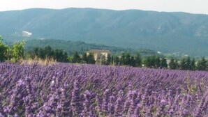 A lavender field with a building in the background.