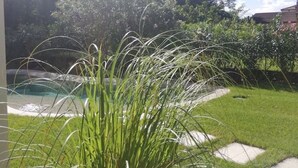 Uma área de jardim com piscina, rodeada por vegetação exuberante e um caminho de pedra.