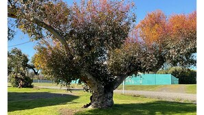 Un grand arbre à l’écorce épaisse et au feuillage dense, situé dans une zone herbeuse.