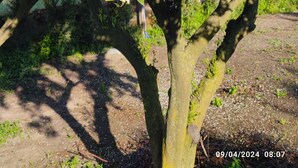 A tree with green leaves and white flowers, a clear sky, and a timestamp. - Originale, Elegante e Confortevole Location nei Pressi Della Città Antica (Pompei)