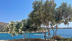 Eine Küstenlandschaft mit Olivenbäumen und tiefblauem Meer.