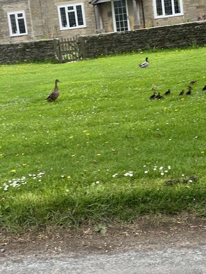 Cottage | Property grounds