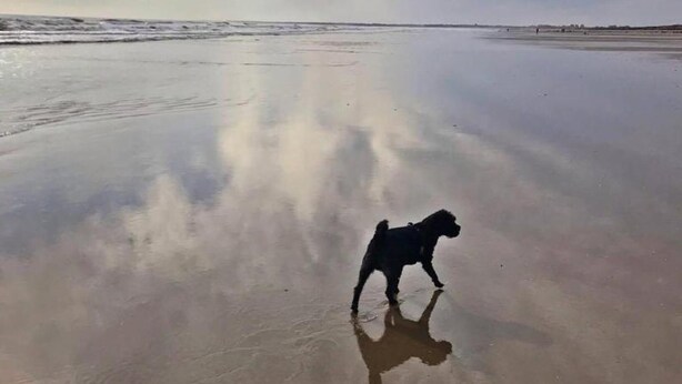 Een hond staat op een nat strand onder een heldere lucht.