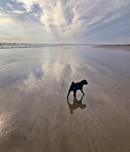 Dog Friendly Bed & Bowl Beach Chalet