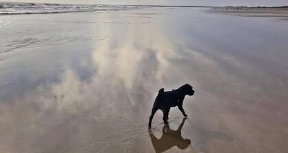 Dog Friendly Bed & Bowl Beach Chalet