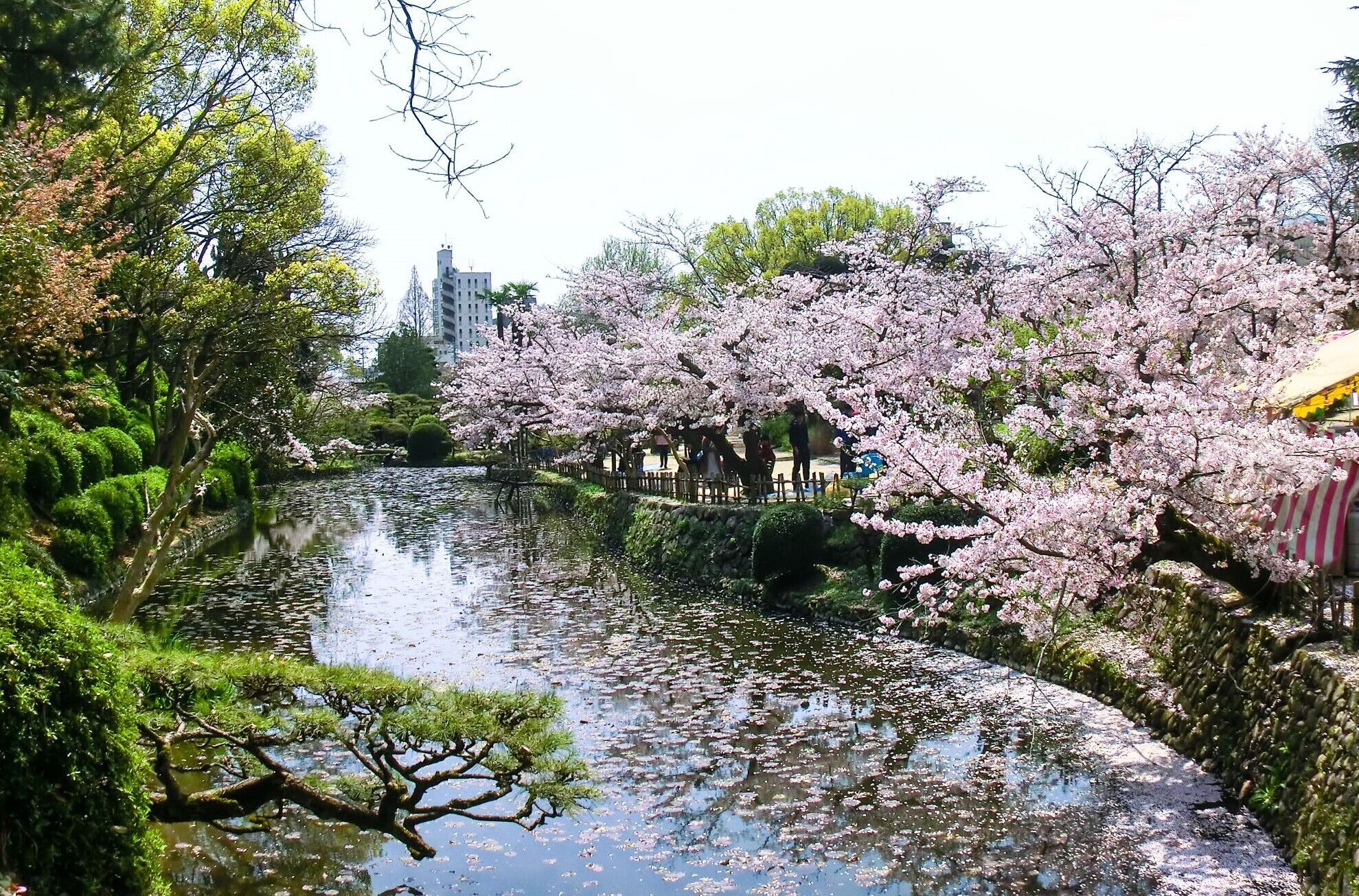 A serene riverside park with cherry blossoms, a stone bridge, and a distant building.