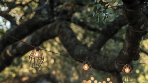 Un arbre dont les branches sont décorées de guirlandes lumineuses.