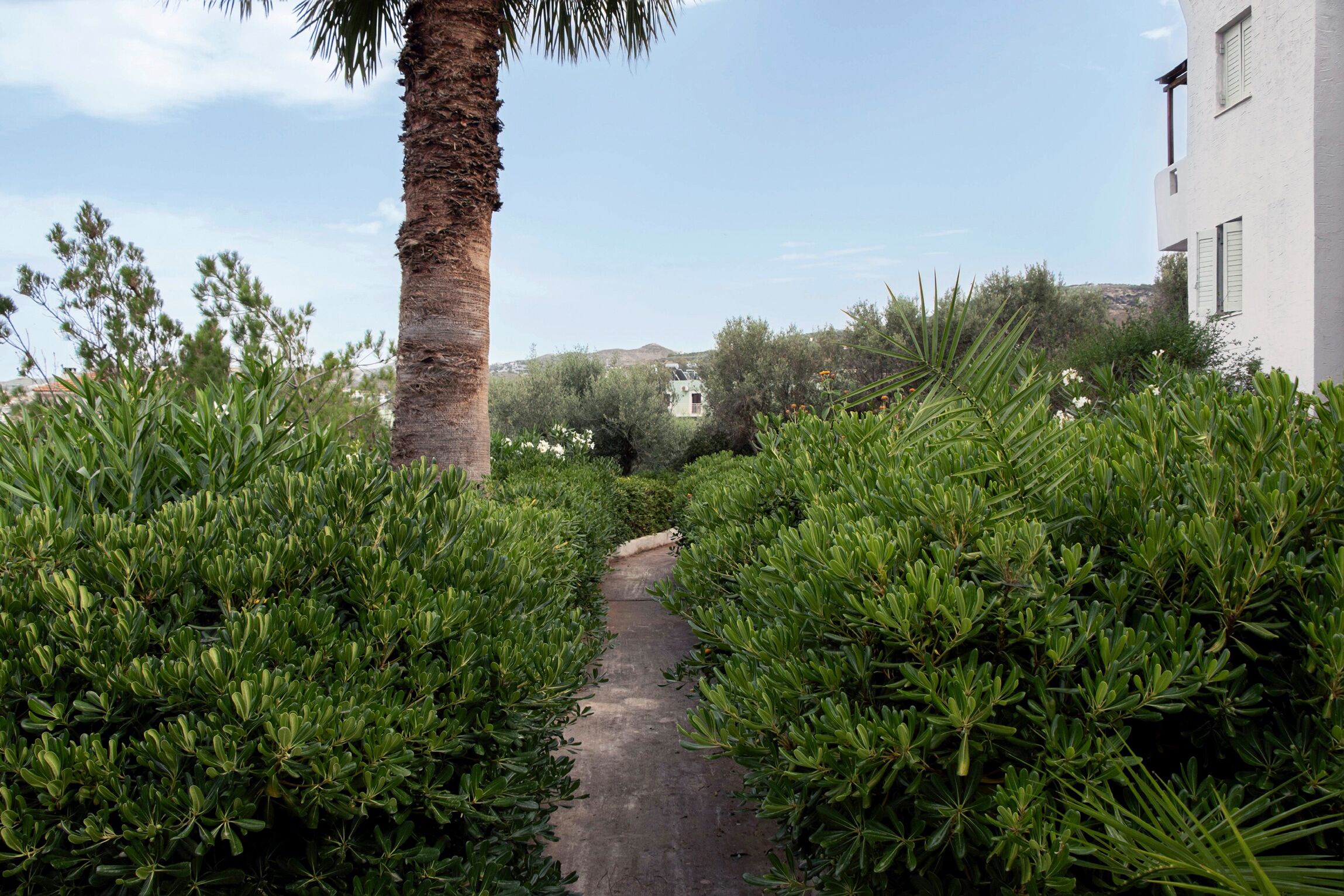 A narrow pathway flanked by dense green foliage, leading to a building with a white exterior and green shutters.