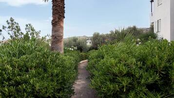 A narrow pathway flanked by dense green foliage, leading to a building with a white exterior and green shutters.