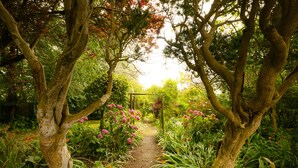 Un sentier de jardin bordé d’arbres et de plantes à fleurs.