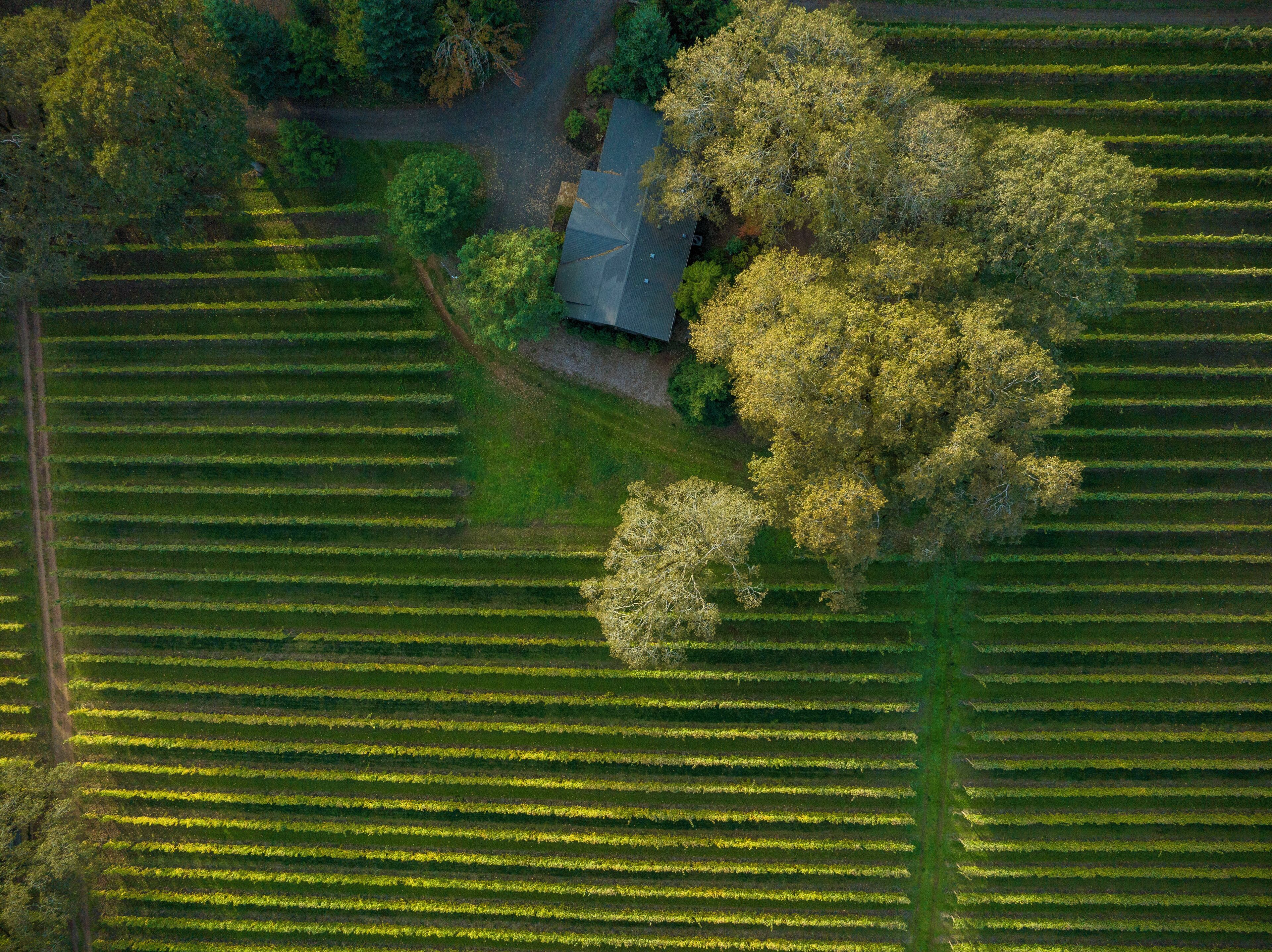 An aerial view of a vineyard with rows of grapevines and a building surrounded by trees.