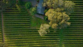 An aerial view of a vineyard with rows of grapevines and a building surrounded by trees.