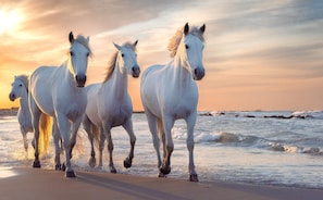 A group of white horses running along a beach at sunset.