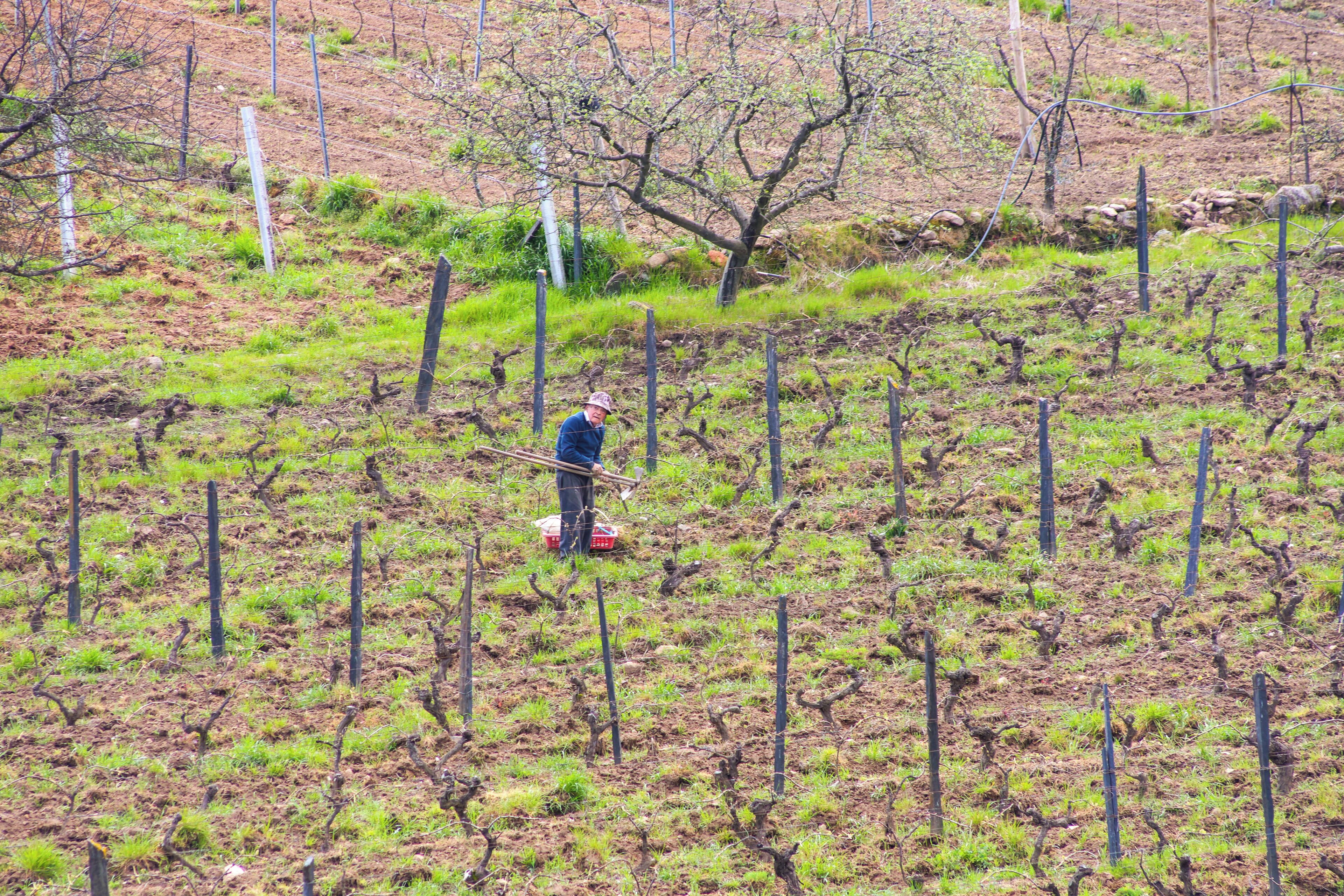 A vineyard with rows of grapevines and a person working in the field.