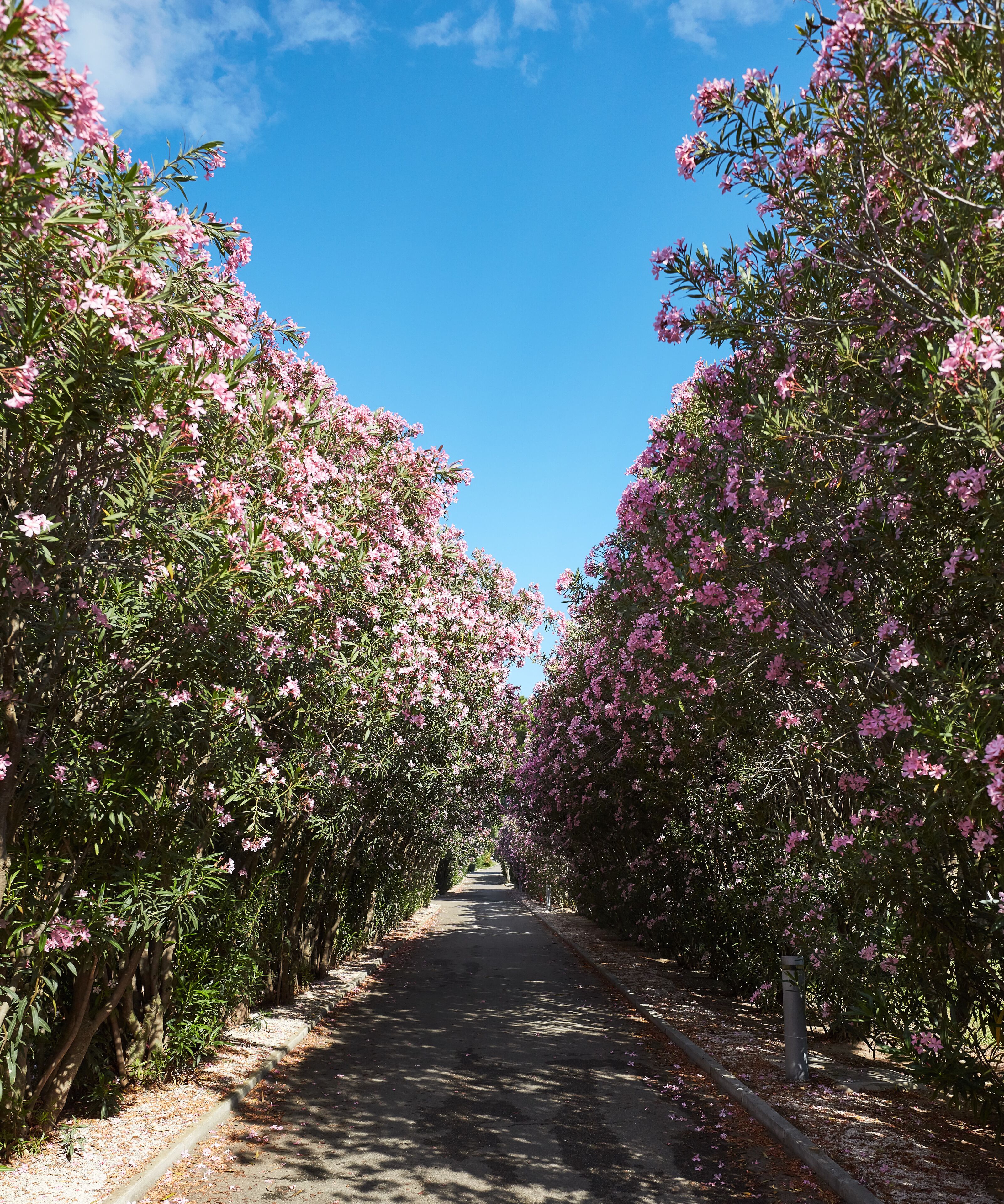 Un sendero bordeado por árboles en flor bajo un cielo azul despejado.