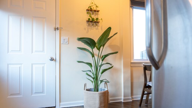 Un couloir avec une plante en pot, une chaise en bois et une porte.