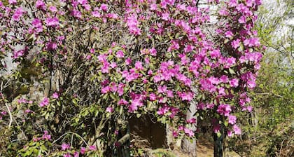 Luxury Caboose in Rhododendron Forest