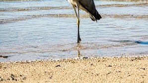 Una garza de pie en aguas poco profundas, con vista clara a la orilla y una playa de arena.