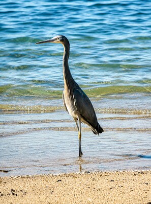 Ein Reiher steht in flachem Wasser mit freier Sicht auf den Uferrand und einen Sandstrand.