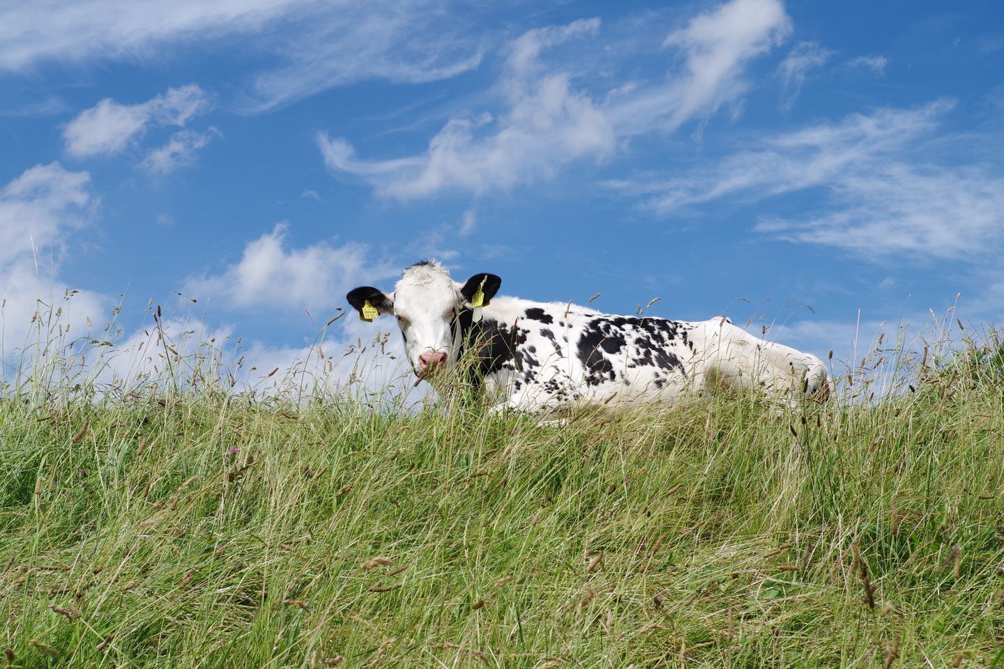 A cow lying in a grassy field with a clear blue sky in the background.