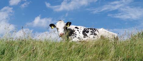 A cow lying in a grassy field with a clear blue sky in the background.