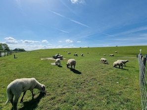 Uklassifisert bilde, 5 av 38, knapp