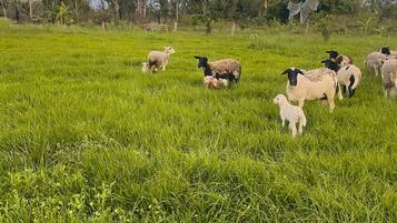 Um campo gramado com ovelhas.
