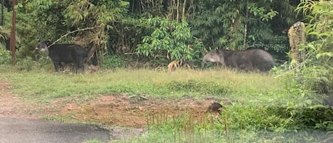 A natural landscape with two bears in a forested area near a road.