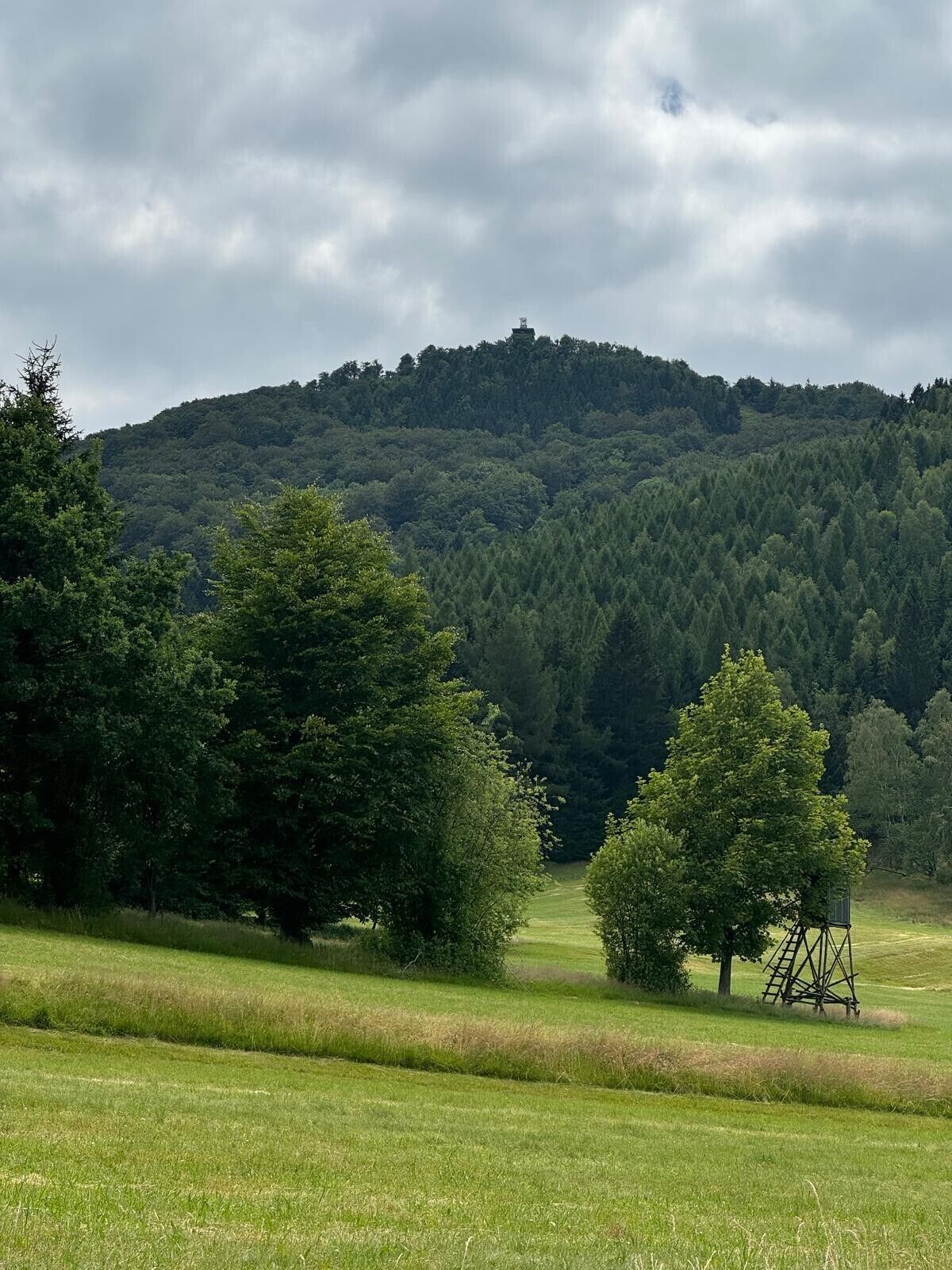 Un campo cubierto de césped con árboles y una colina al fondo.
