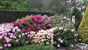 Ein Garten mit verschiedenen blühenden Pflanzen und einem ordentlich geschnittenen Heckenstreifen.