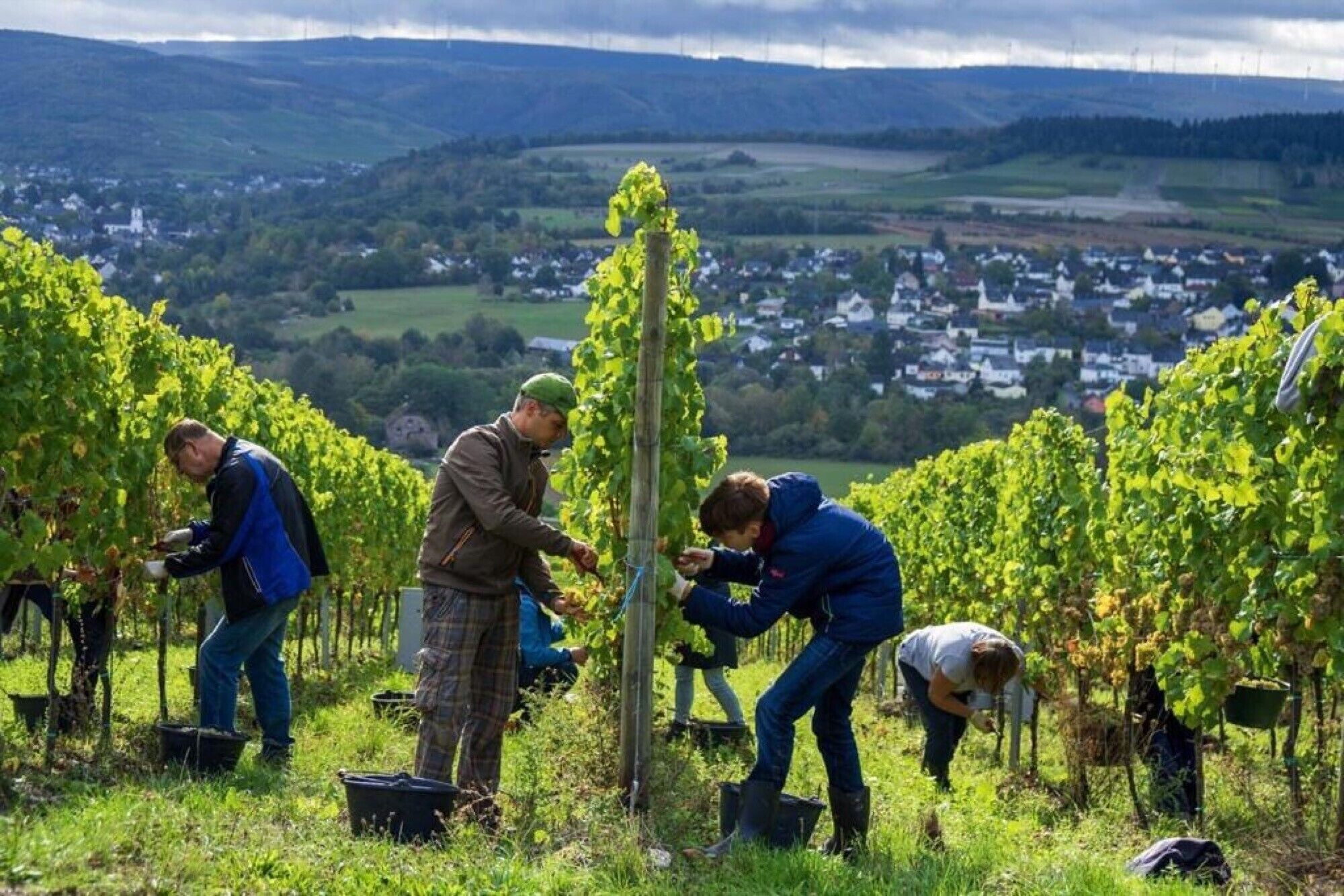 A vineyard with workers tending to grapevines, surrounded by a rural landscape with houses in the background.