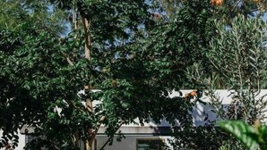 A garden with a wooden deck, potted plants, and a building in the background. - 3 bedroom villa nestled in nature (Black River Gorges)