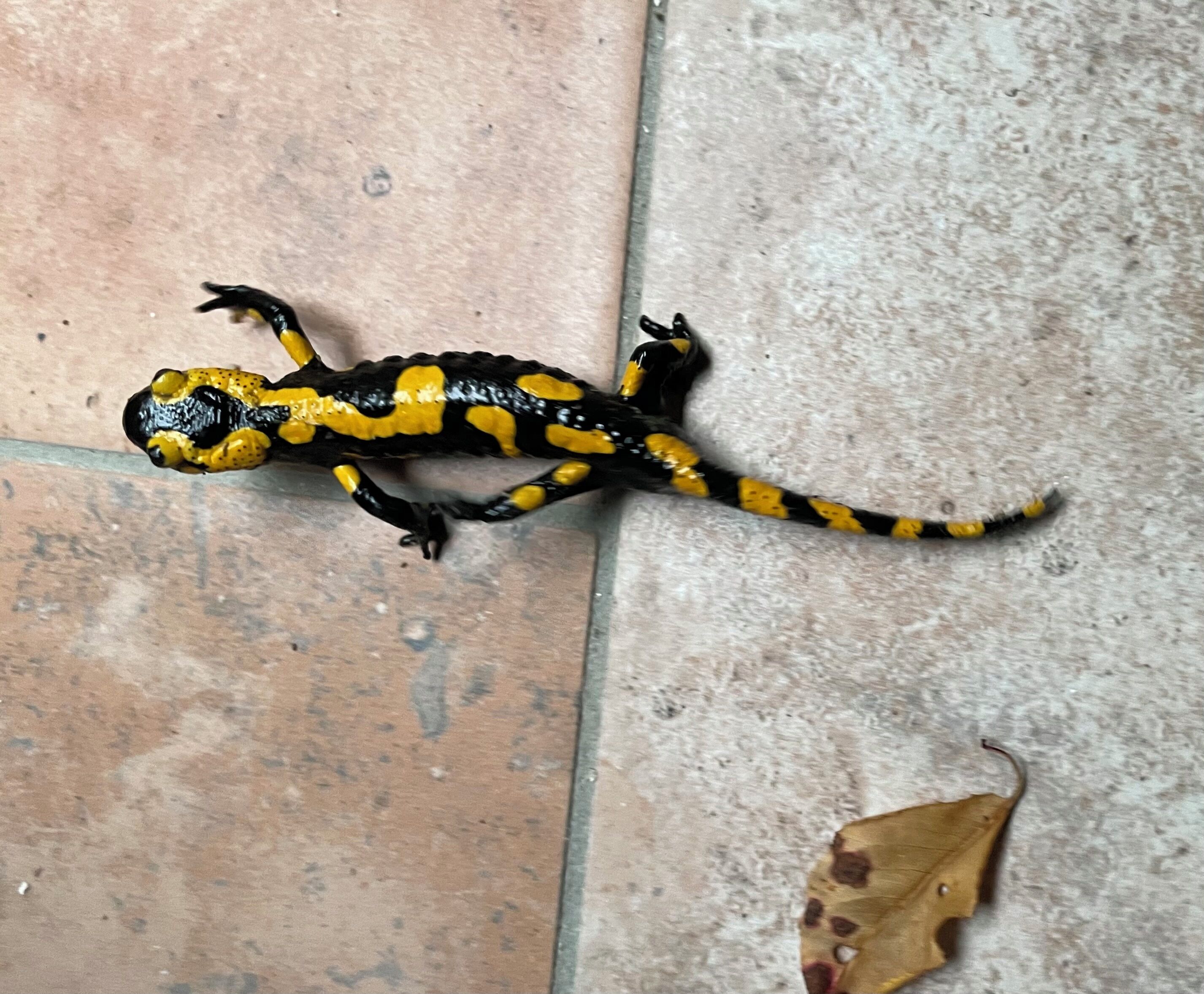 A lizard on a tiled floor.