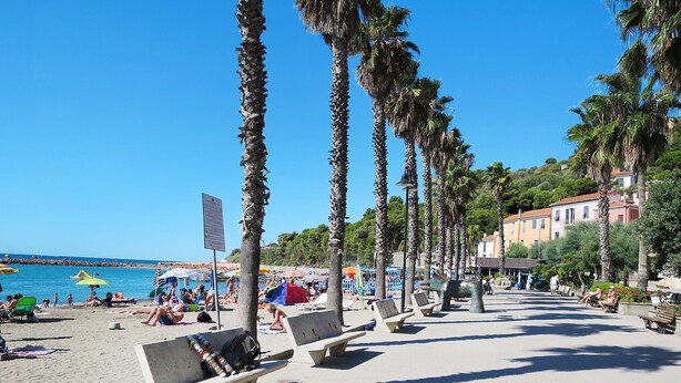 Una playa con palmeras, bancos y sombrillas.