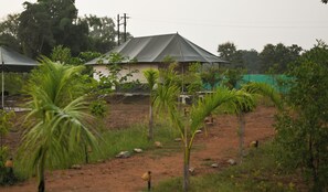 Un paysage rural avec une maison et plusieurs palmiers.
