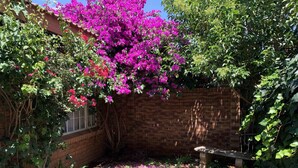 Un jardí amb mur de maó, una panxa i plantes florejants.