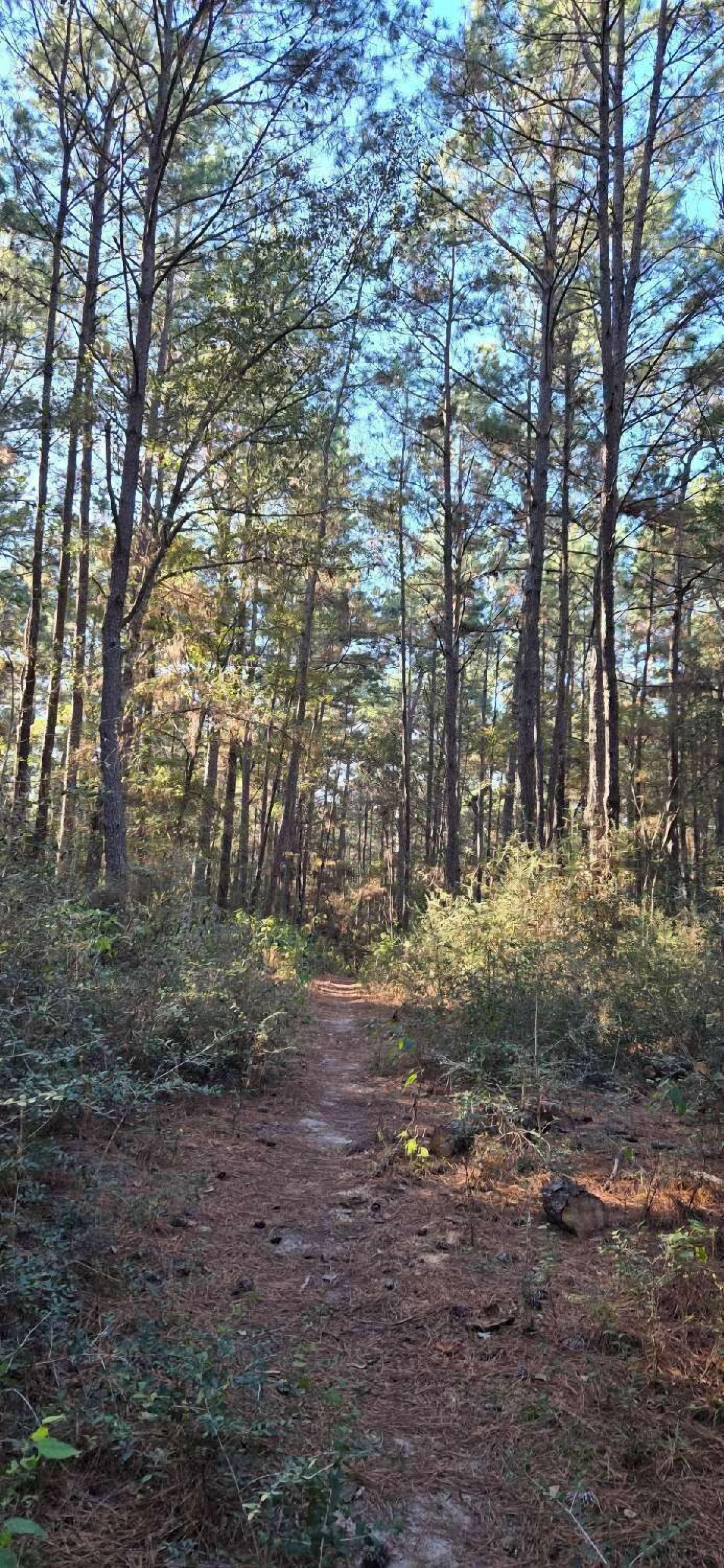 A forested area with a dirt path.