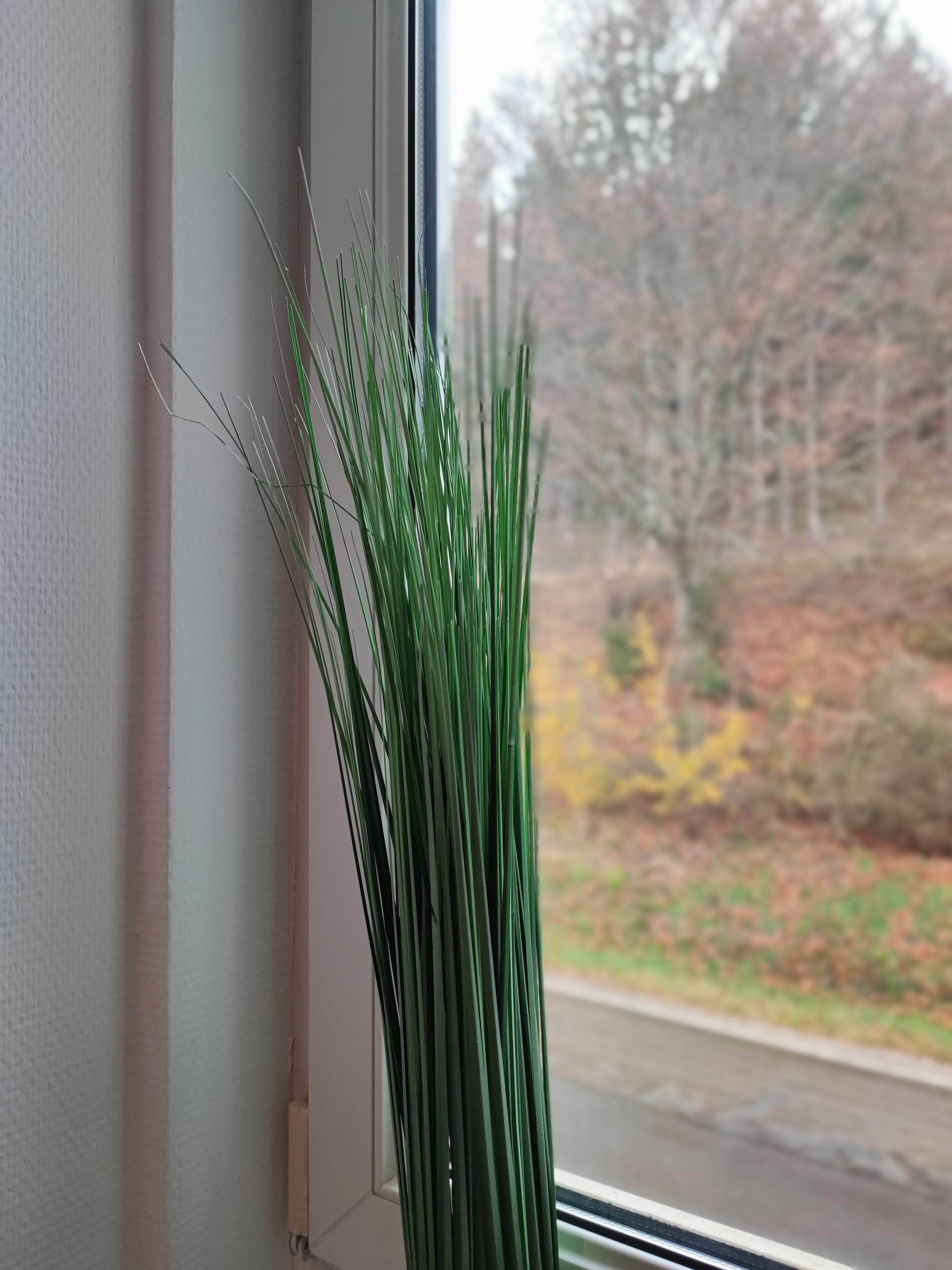 Ein Fenster mit Blick auf Bäume und eine Straße.